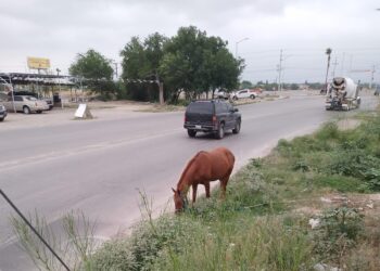 Instan a establecer un Control Riguroso de Equinos ante alto riesgo de accidentes en vías publicas y carreteras