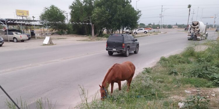 Instan a establecer un Control Riguroso de Equinos ante alto riesgo de accidentes en vías publicas y carreteras