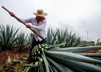 Aumenta México en 22% superávit de la balanza agroalimentaria a mayo, ante récord exportador