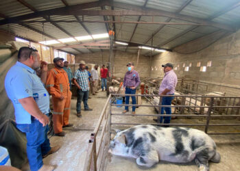 Capacita Agricultura a ganaderos zacatecanos para incrementar su productividad