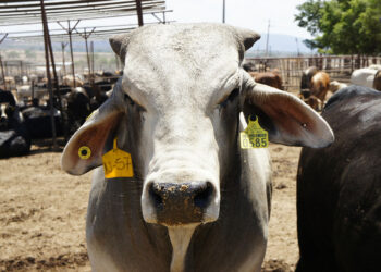 Disminuir riesgos sanitarios, objetivo principal del moderno sistema de trazabilidad de ganado