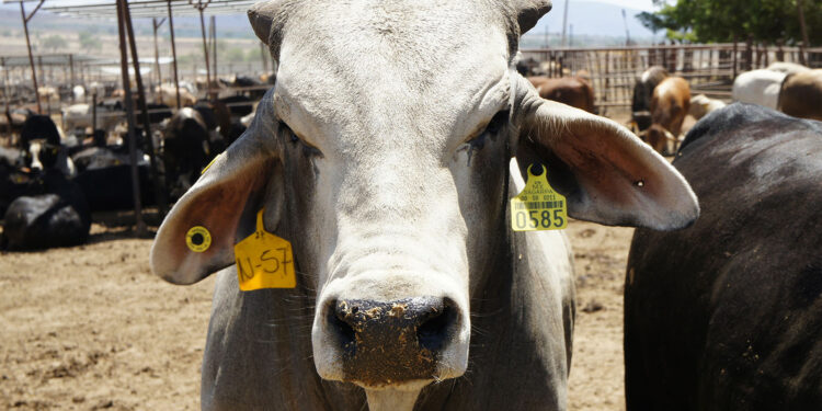 Disminuir riesgos sanitarios, objetivo principal del moderno sistema de trazabilidad de ganado