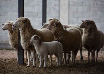 Cumple Cenasa medio siglo como pieza clave para garantizar la salud animal en México