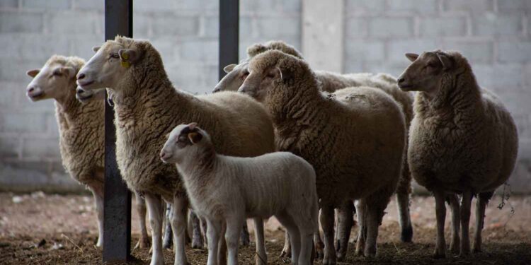 Cumple Cenasa medio siglo como pieza clave para garantizar la salud animal en México