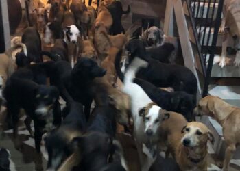 Cientos de perros de la calle fueron protegidos del huracán Beryl en Quintana Roo