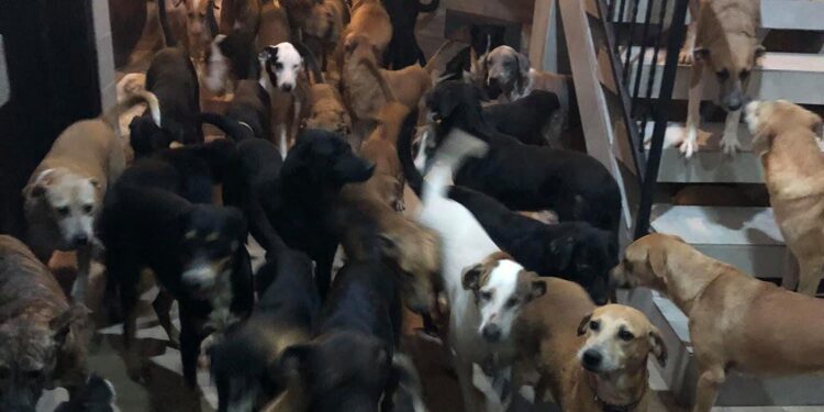Cientos de perros de la calle fueron protegidos del huracán Beryl en Quintana Roo