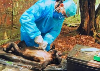 SEMARNAT PONE EN RIESGO LA SOBREVIVENCIA Y LIBERACIÓN DE 9 SARAGUATOS