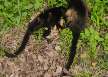 La AZCARAM y la UNBIO exigen cese de María de los Ángeles Cauich, titular de la DGVS por negligencia y abuso de poder