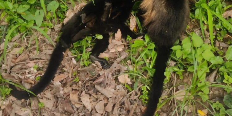 La AZCARAM y la UNBIO exigen cese de María de los Ángeles Cauich, titular de la DGVS por negligencia y abuso de poder