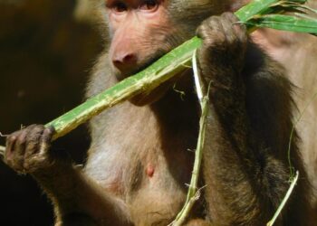 A DOS AÑOS DEL RESCATE DE LOS FELINOS DE BLACK JAGUAR, ZOOS DE AZCARM HAN DESTINADO 76.5 MILLONES DE PESOS A DARLES UNA SEGUNDA OPORTUNIDAD DE VIDA