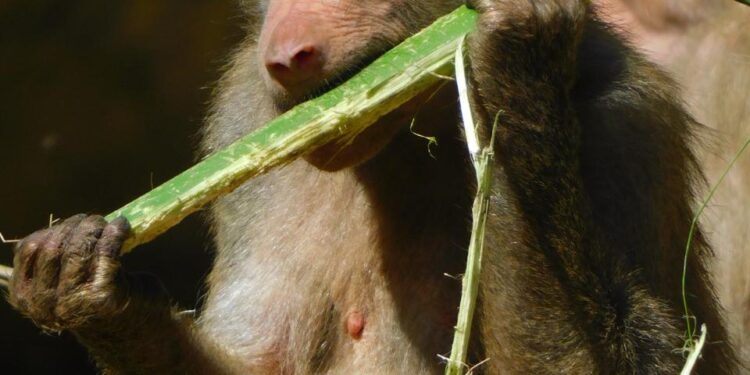 A DOS AÑOS DEL RESCATE DE LOS FELINOS DE BLACK JAGUAR, ZOOS DE AZCARM HAN DESTINADO 76.5 MILLONES DE PESOS A DARLES UNA SEGUNDA OPORTUNIDAD DE VIDA