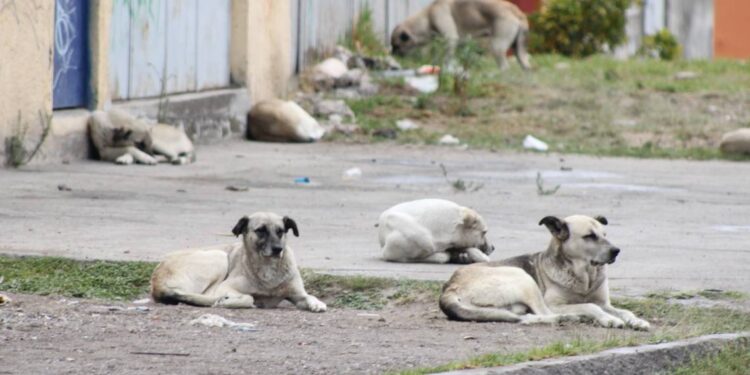 En Día Internacional del Perro Callejero