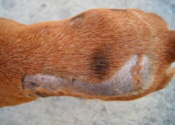 Exceso de grasa y ácaros provocan abundante caída de pelo en mascotas
