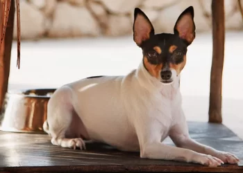 Llaman a procurar lugares óptimos para las mascotas