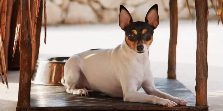 Llaman a procurar lugares óptimos para las mascotas