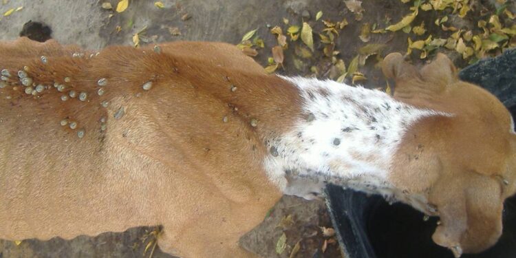 Se incrementan casos de garrapata en caninos; recomiendan medicarlos