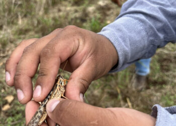 México lidera Taller Regional para la Prevención de Brotes de Langosta Centroamericana
