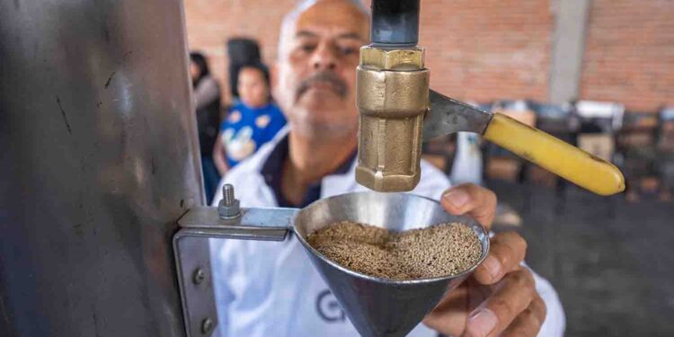 Nombra FAO a México como país de demostración del amaranto