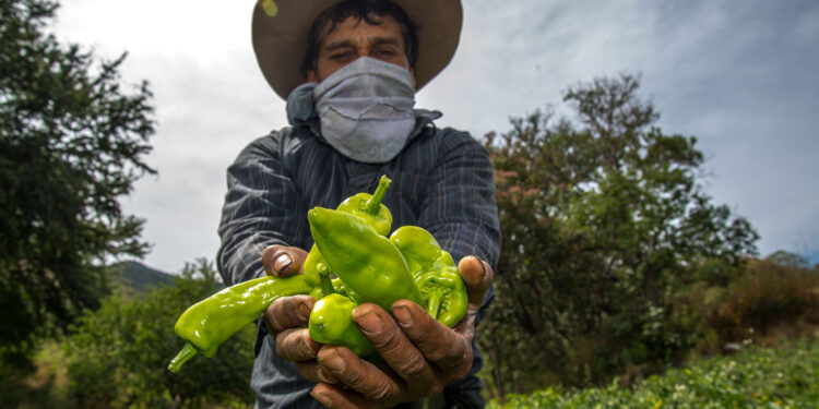 Con la participación de 12 países, esta semana realizará Agricultura 3er Congreso Interamericano de Agua, Suelo y Agrobiodiversidad