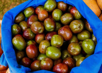 México y EU avanzan en acuerdos de exportación de mango, mamey, chicozapote, ciruela, guanábana e higo negro