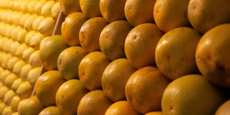 Inicia Agricultura Red de Monitoreo en México, con instalación de trampas para monitorear y alertar sobre plagas en zonas citrícolas