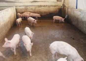 Promueve Agricultura tecnología para el tratamiento de residuos de granjas porcícolas (Video)