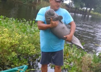 Manatíes rescatados durante años de contingencia por muerte masiva se du especie regresan a su hábitat, gracias a Aluxes Escoparque y a Azcarm