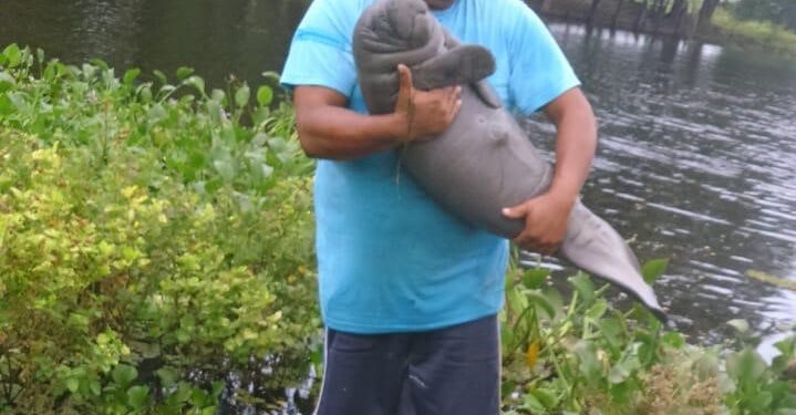 Manatíes rescatados durante años de contingencia por muerte masiva se du especie regresan a su hábitat, gracias a Aluxes Escoparque y a Azcarm