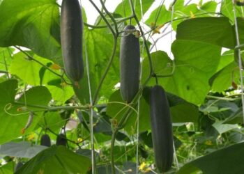 Desarrolla Agricultura paquete tecnológico para producción sustentable de pepino