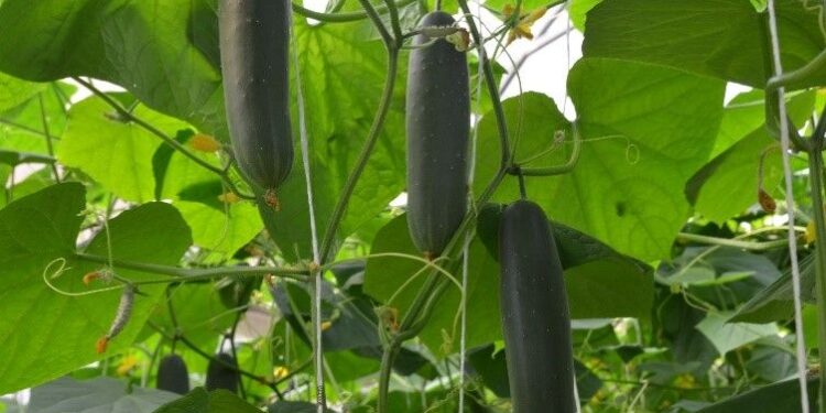 Desarrolla Agricultura paquete tecnológico para producción sustentable de pepino