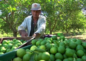 Se dispara el precio del limón por las extrosiones