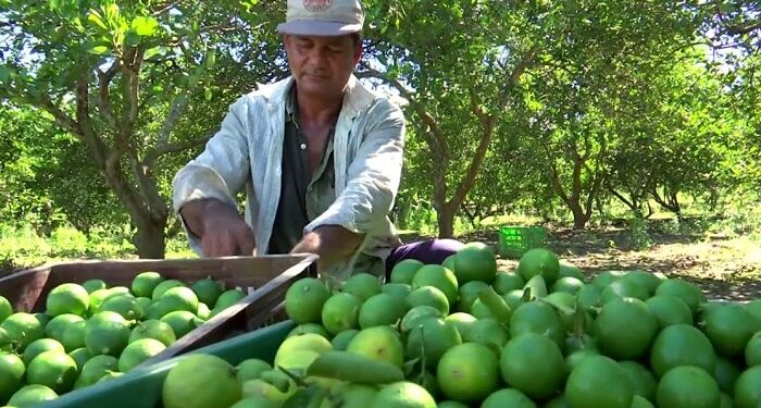 Se dispara el precio del limón por las extrosiones