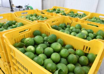 Productos de la canasta básica por las nubes; crimen organizado el responsable