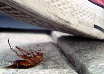 ¡Cuidado!; estas son las enfermedades que pueden propagarse al pisar una cucaracha