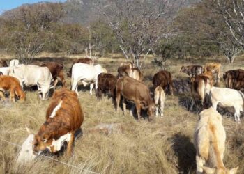 Reconoce PNUD México a Producción para el Bienestar por avance en la prevención para la reducción de pérdidas por razones climáticas (Video)