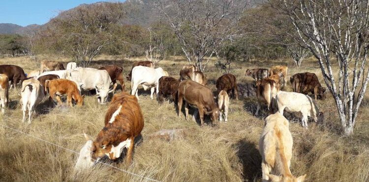 Reconoce PNUD México a Producción para el Bienestar por avance en la prevención para la reducción de pérdidas por razones climáticas (Video)