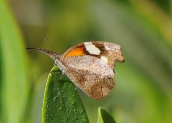 Reportan avistamiento de mariposas “Gallito, Pinocho o Picuda en el norte de México