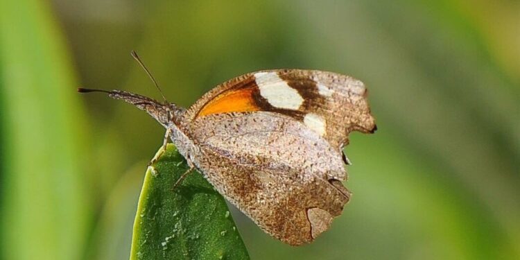 Reportan avistamiento de mariposas “Gallito, Pinocho o Picuda en el norte de México