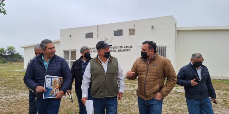 COAHUILA AVANZA EN EL COMBATE DE PLAGAS EN CULTIVOS DE MAÍZ, TRIGO, NUECES E HIGO