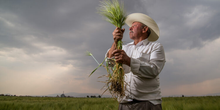 Alza en exportaciones agroalimentarias en julio impulsan crecimiento de 9.38% del superávit comercial