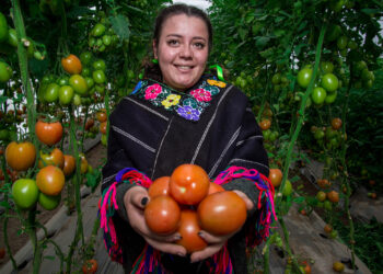 Listos el chile verde, cebolla, jitomate y nopalitos para poner sabor al Grito de Independencia