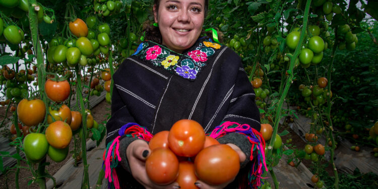 Listos el chile verde, cebolla, jitomate y nopalitos para poner sabor al Grito de Independencia
