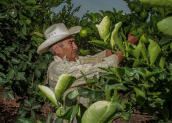 Ratifica México su posición como segundo productor y exportador mundial de limones y limas