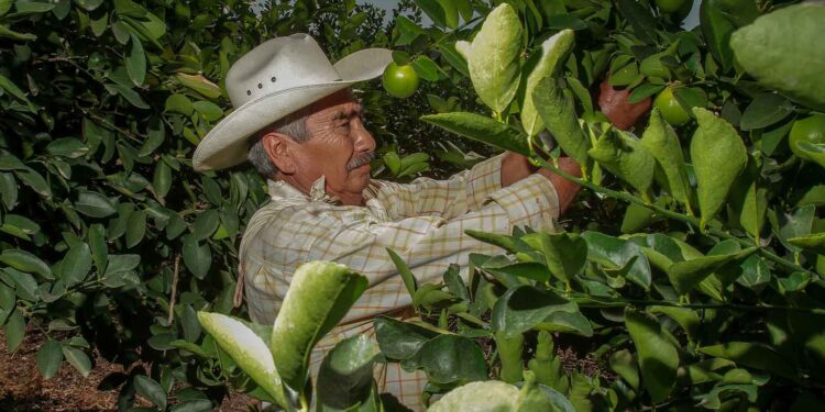 Ratifica México su posición como segundo productor y exportador mundial de limones y limas