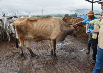 Activa Agricultura campaña de difusión para concientizar a la población sobre el gusano barrenador del ganado