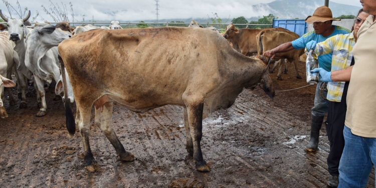 Activa Agricultura campaña de difusión para concientizar a la población sobre el gusano barrenador del ganado