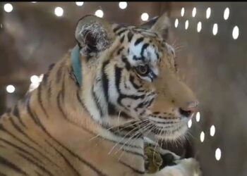 “TITA” ESTÁ A SALVO: TIGRE DE BENGALA ES ATENDIDO POR VETERINARIOS ESPECIALISTAS