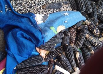 LA DEPENDENCIA ALIMENTARIA DE MÉXICO LLEGÓ A 40 POR CIENTO HASTA JULIO PASADO