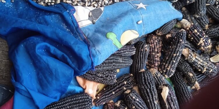 LA DEPENDENCIA ALIMENTARIA DE MÉXICO LLEGÓ A 40 POR CIENTO HASTA JULIO PASADO