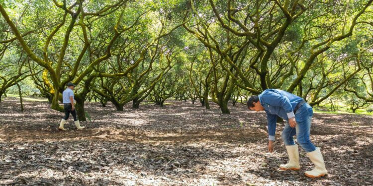 Acuerdan México y Estados Unidos que personal de Agricultura supervise huertos del programa de exportación de aguacate